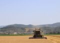 Coldiretti ‘navi di grano a basso costo, in Toscana 20% terreni incolti’