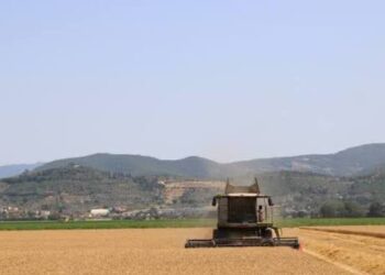 Coldiretti ‘navi di grano a basso costo, in Toscana 20% terreni incolti’