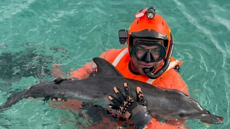 Cucciolo di delfino salvato dalla Capitaneria di Porto nel Palermitano