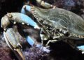 Il caldo soffoca cozze e vongole mentre il granchio blu si moltiplica senza sosta