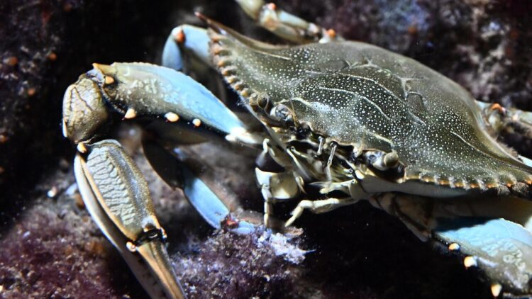 Il caldo soffoca cozze e vongole mentre il granchio blu si moltiplica senza sosta