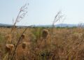 A Gorizia 40 gradi, temperatura mai raggiunta in Fvg