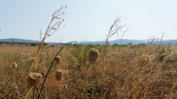 A Gorizia 40 gradi, temperatura mai raggiunta in Fvg