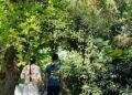 Pillon, i ‘bimbi del bosco’ a Palmoli per poche ore la prossima settimana